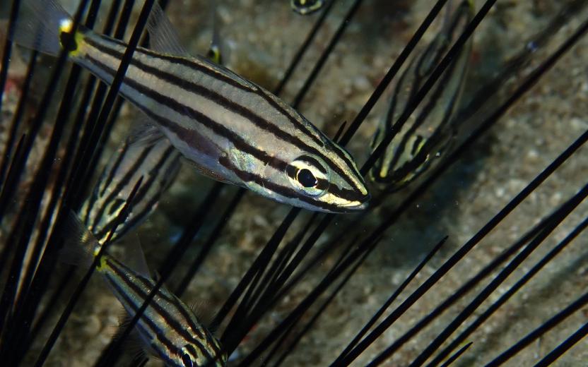 a fish uses its stripes as camoflauge.