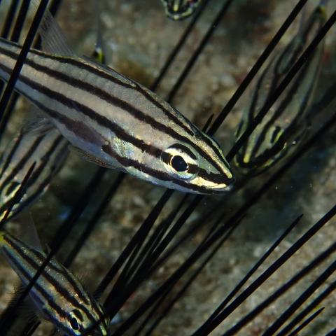 a fish uses its stripes as camoflauge.